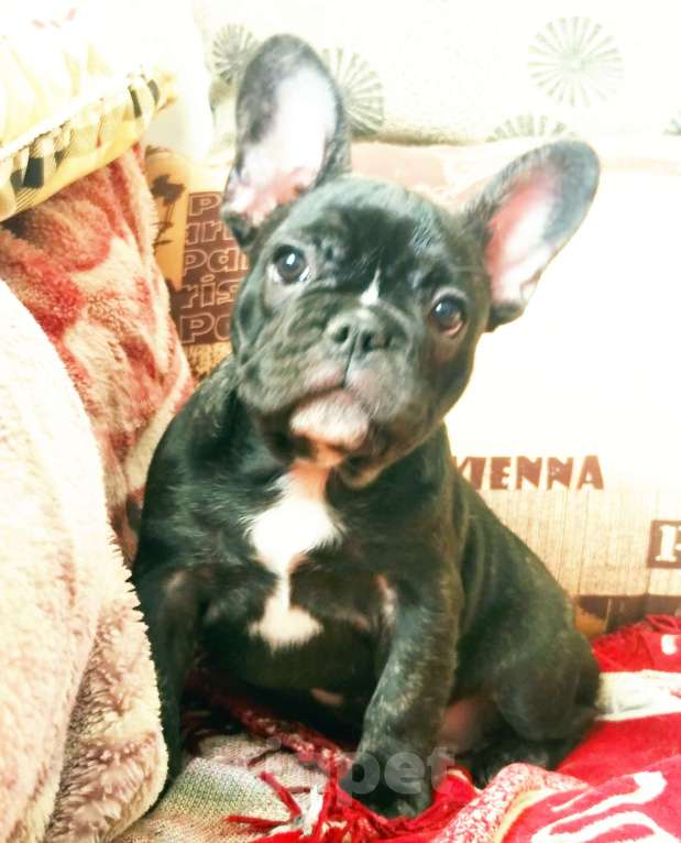 Собаки в Артеме: Французский бульдог Девочка, 35 000 руб. - фото 2