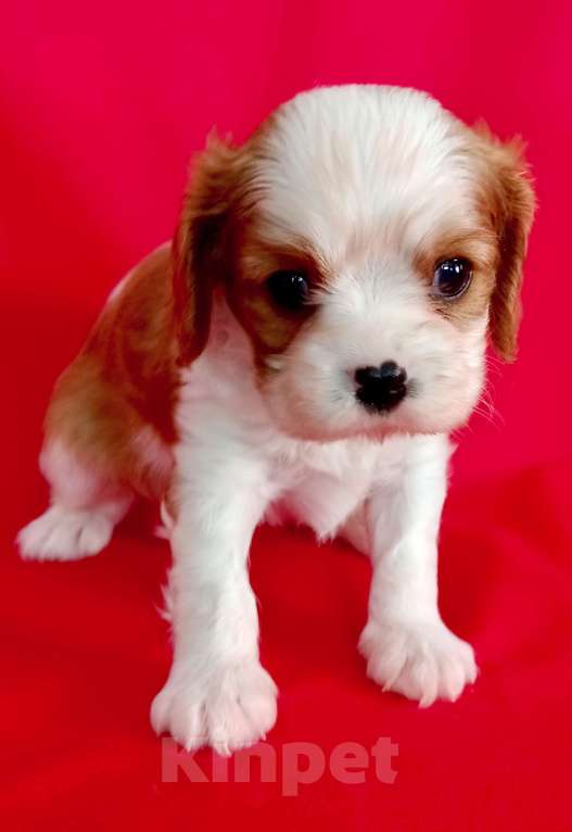 Собаки в Москве: Мальчик Кавалер Кинг чарльз спаниель Мальчик, 90 000 руб. - фото 1