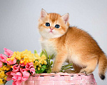 Кошки в Москве: Британские котята.Золотая шиншилла. Красивый подарок Девочка, Бесплатно - фото 2