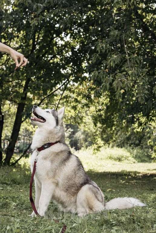 Собаки в Москве: Красавица Эмми ждет свою семью. Девочка, Бесплатно - фото 6