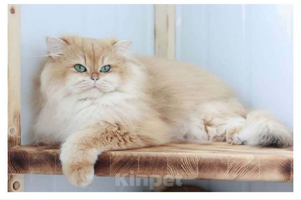 Кошки в Новосибирске: Yandex ny12 Мальчик, 90 000 руб. - фото 3