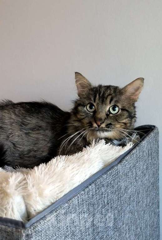 Кошки в Москве: Пушистый кот Мирон Мальчик, Бесплатно - фото 4