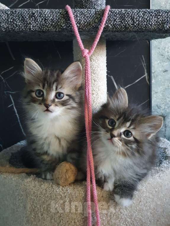 Кошки в Москве: SIB Сибирские котята Девочка, 45 000 руб. - фото 6