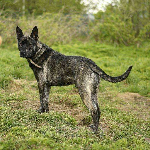 Собаки в Москве: Ким ждет семью Мальчик, Бесплатно - фото 4