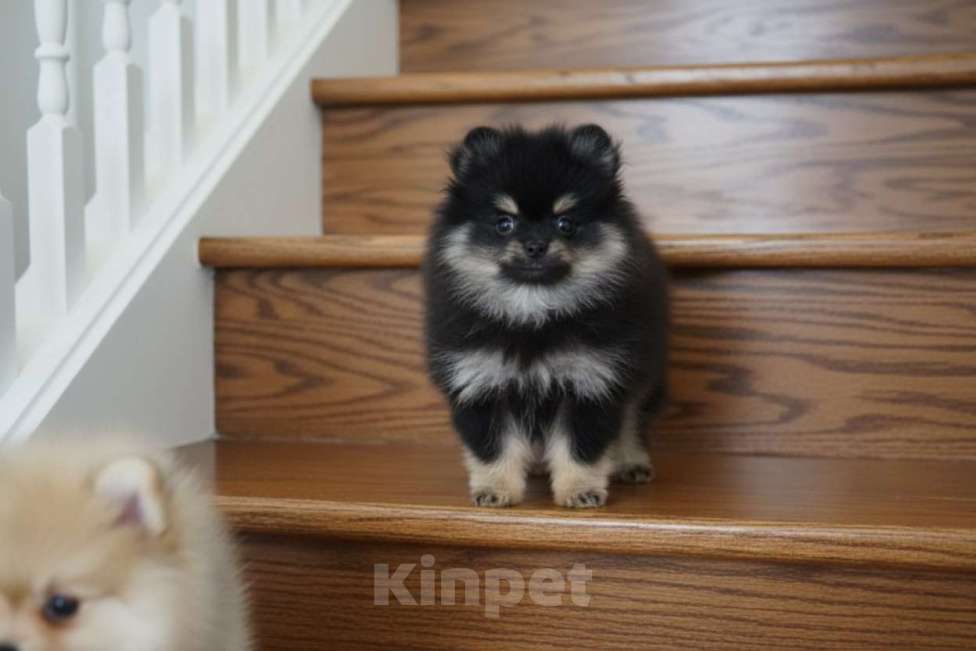 Собаки в Раменском: Девочка шпица Девочка, 50 000 руб. - фото 1