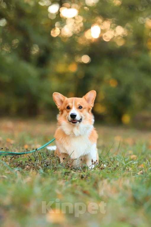 Собаки в Краснодаре: Вельш корги пемброк кобель шоу класса РКФ Мальчик, 35 000 руб. - фото 5
