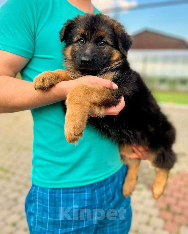 Собаки в Тосно: Щенки немецкой овчарки  Девочка, 35 000 руб. - фото 6