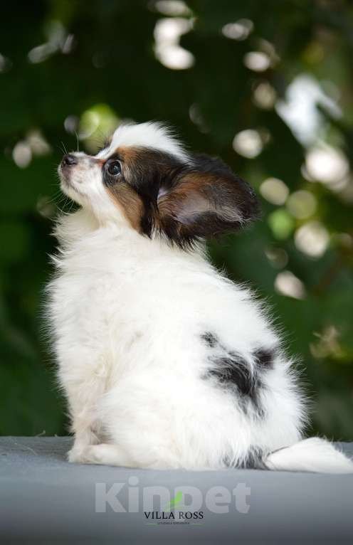 Собаки в Самаре: Продам щенка  папильона Мальчик, Бесплатно - фото 5