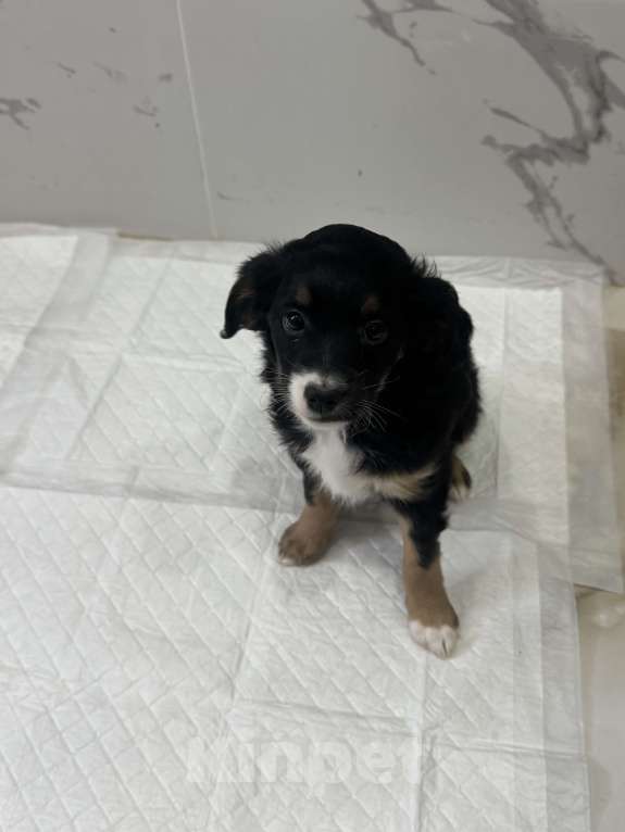 Собаки в Москве: Кнопочка ищет дом Девочка, Бесплатно - фото 4