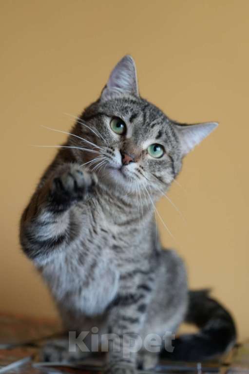 Кошки в Москве: котик Василек срочно ищет дом Мальчик, Бесплатно - фото 1