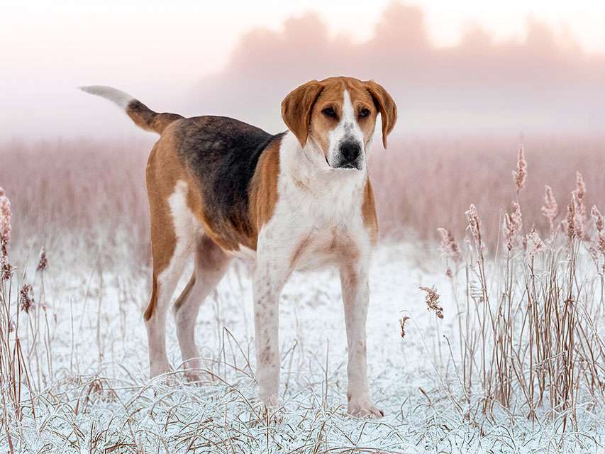 Собаки в Москве: Зара, обворожительная, статная гончая ищет дом Девочка, Бесплатно - фото 2