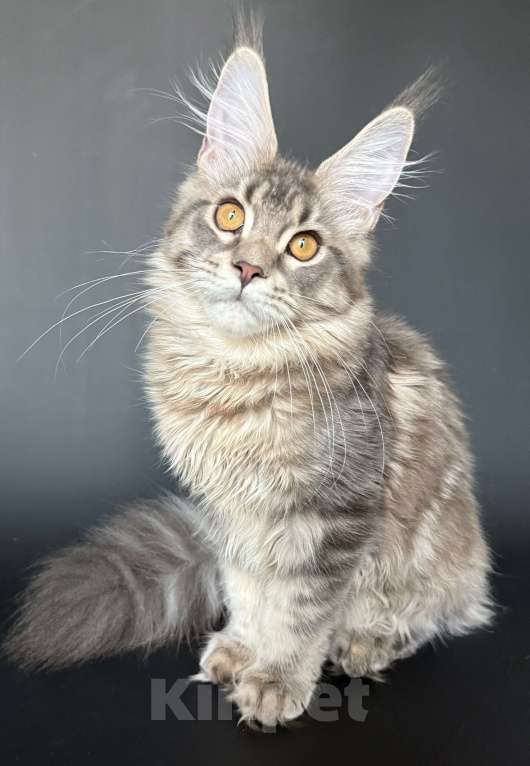 Кошки в Москве: Мейн кун Девочка, Бесплатно - фото 2