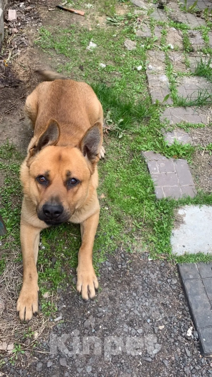 Собаки в Москве: Степка в поисках дома! Мальчик, Бесплатно - фото 3