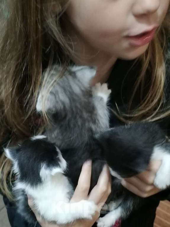 Кошки в Пензе: Отдам котят в добрые руки Мальчик, Бесплатно - фото 4