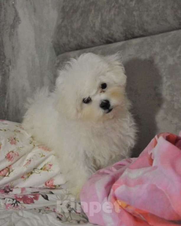 Собаки в Москве: Мальтипу f1 Девочка, 55 000 руб. - фото 2