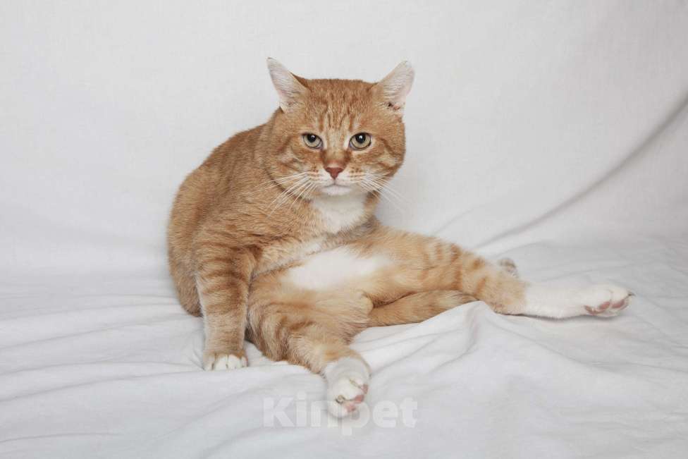 Кошки в Москве: Брутальный рыжий кот в добрые руки  Мальчик, Бесплатно - фото 1