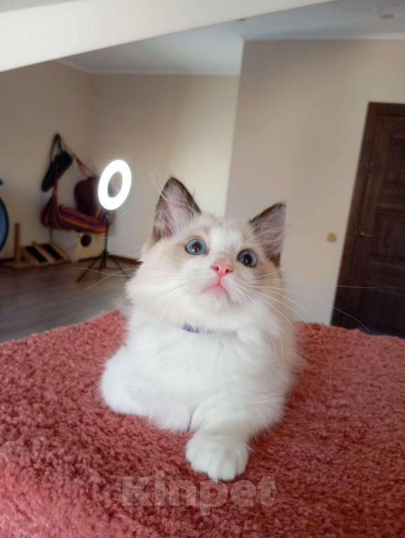 Кошки в Москве: Mikelangelo SergioMagicHouse Мальчик, 50 000 руб. - фото 8