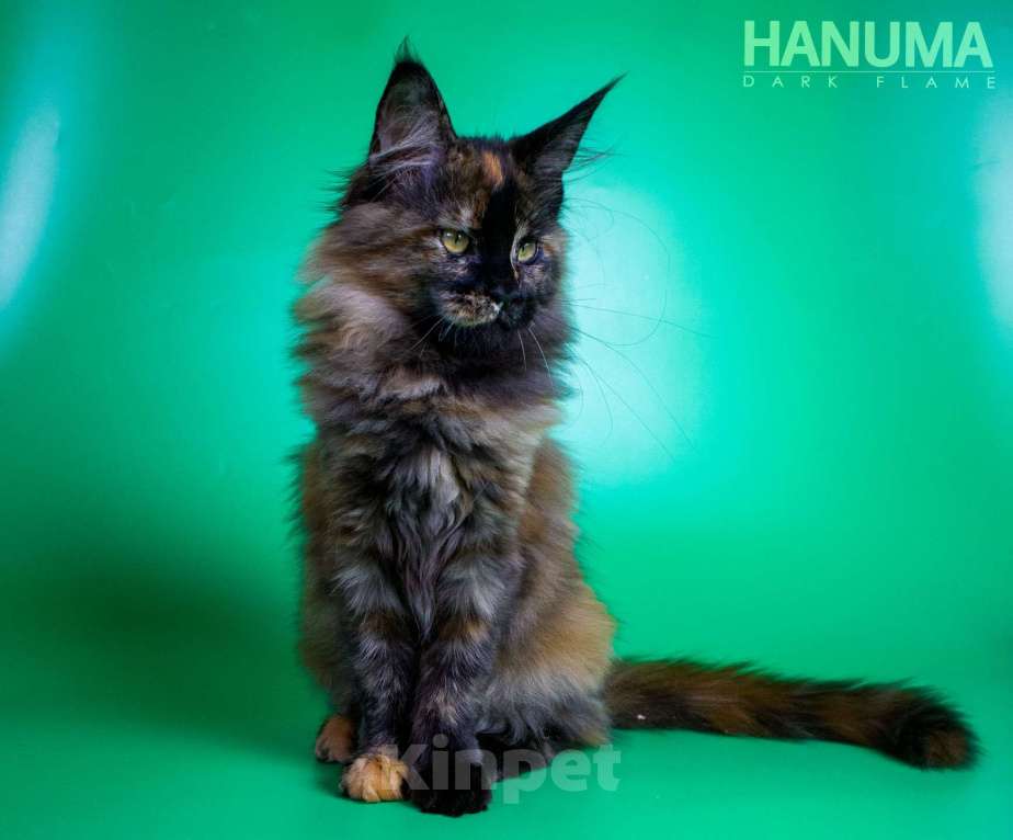 Кошки в других городах Воронежской области: Hanuma Dark Flame Девочка, Бесплатно - фото 1
