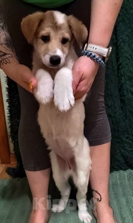 Собаки в Туле: Малышка ищет дом. Девочка, 1 руб. - фото 4