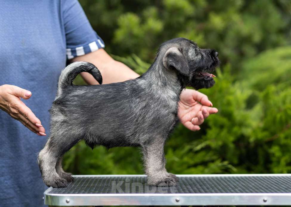 Собаки в Петергофе: Щенок миттелбшнауцера продаётся Мальчик, 40 000 руб. - фото 1