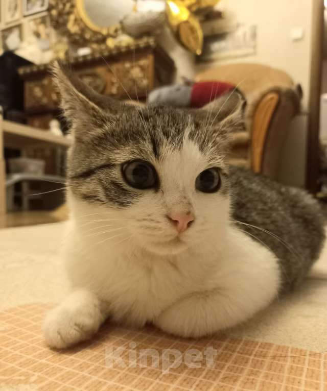 Кошки в Москве: Необыкновенно ласковый, добрый котенок, не боится собак, ладит с сородичами Мальчик, Бесплатно - фото 6