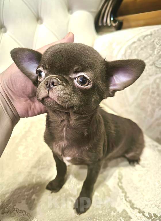 Собаки в Перми: Чихуахуа, щенок Девочка, Бесплатно - фото 1