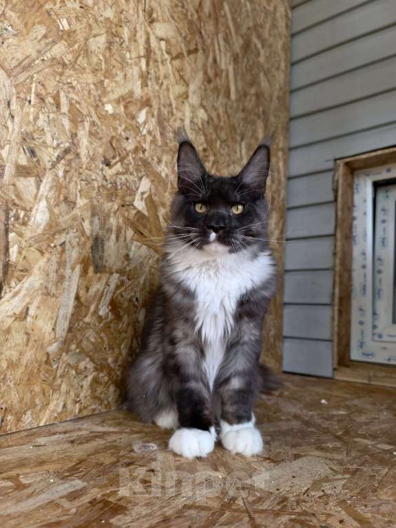Кошки в Москве: Шикарный мальчик мейн-кун Мальчик, 70 000 руб. - фото 1