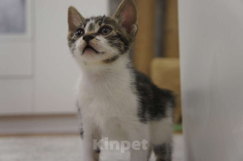 Кошки в Белокурихе: Продам котёнка Курильский бобтейл. Девочка, 5 000 руб. - фото 10