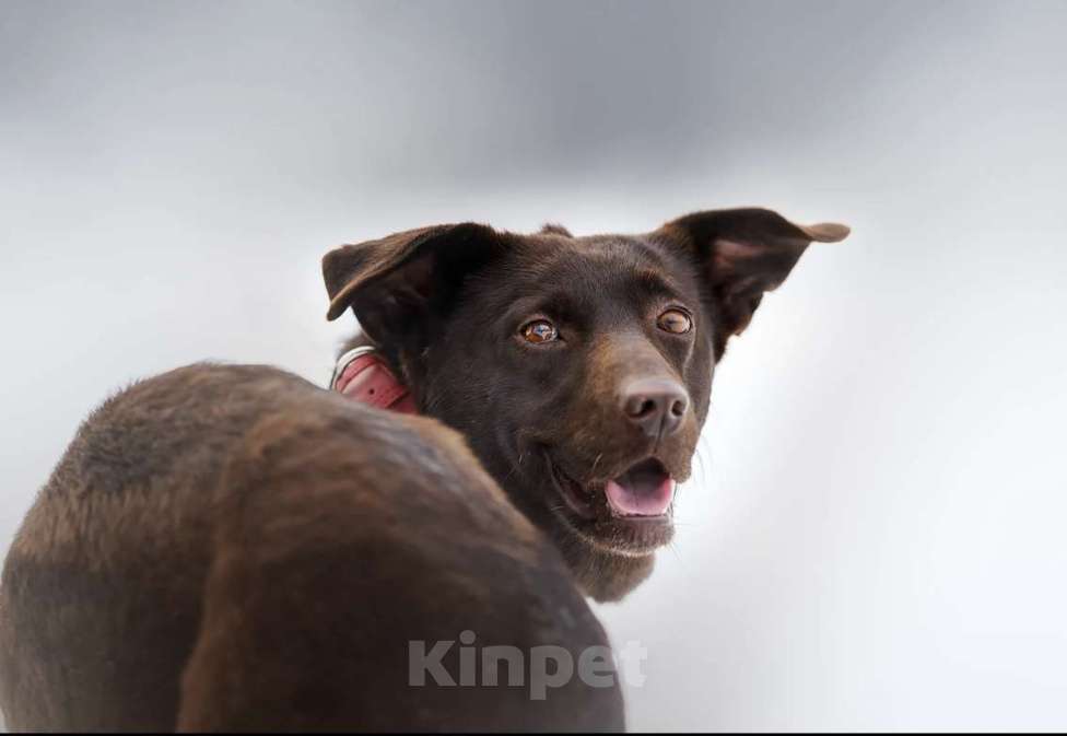 Собаки в Москве: Красавица Токио.  Есть ли у девочки шанс? Девочка, Бесплатно - фото 8