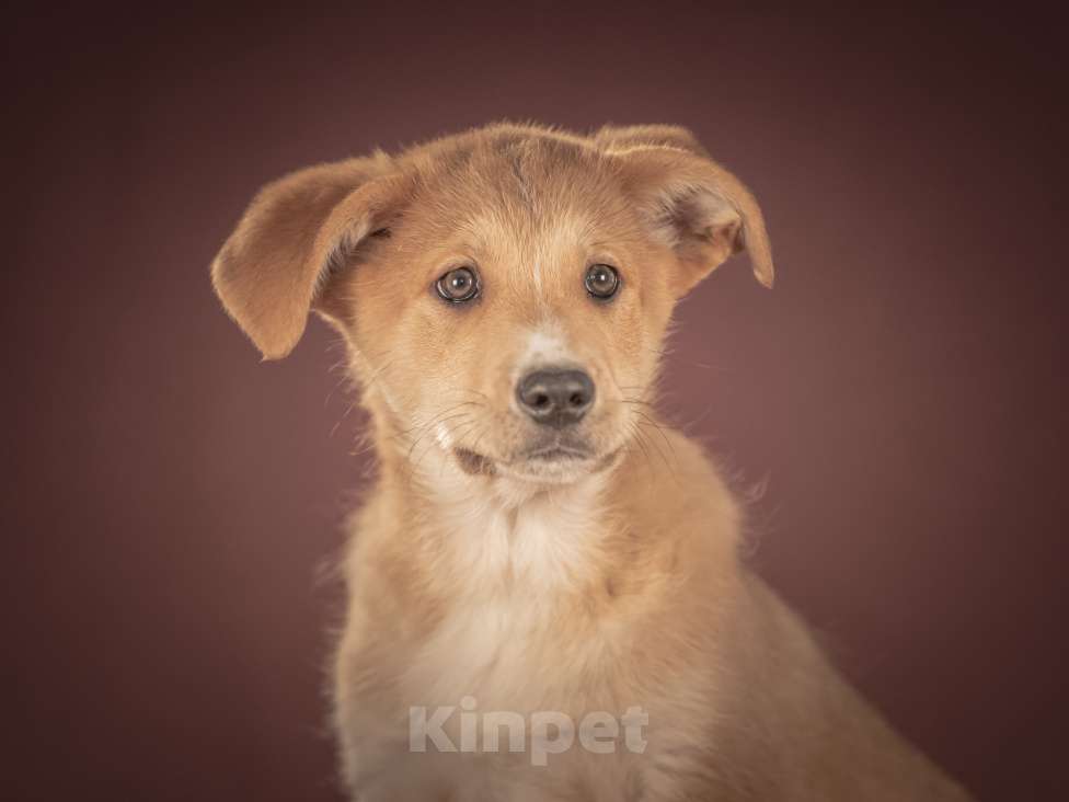 Собаки в Клине: Вьенто — задорный исследователь, который готов составить вам компанию где и когда угодно Мальчик, Бесплатно - фото 1