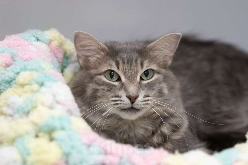 Кошки в Москве: Кошка Аферистка в добрые руки Девочка, Бесплатно - фото 6