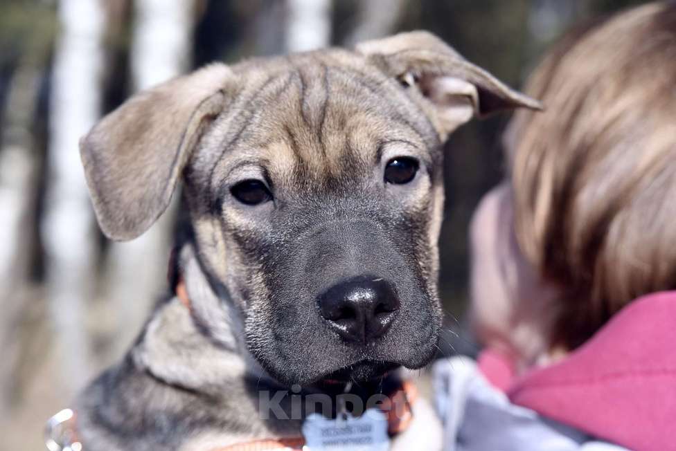 Собаки в Пушкино: Линк, 3 месяца. Метис шарпея Мальчик, 500 руб. - фото 4