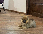 Собаки в Москве: Шпиц померанский мини и микро размер Мальчик, 30 000 руб. - фото 3