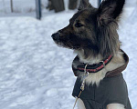 Собаки в Москве: Метис колли Дина в дар Девочка, Бесплатно - фото 3