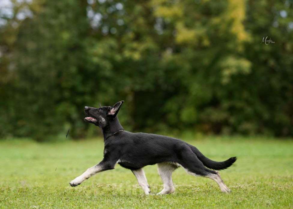 Собаки в Санкт-Петербурге: Верный друг Мирабилис (подрощенный щенок) Девочка, 45 000 руб. - фото 2