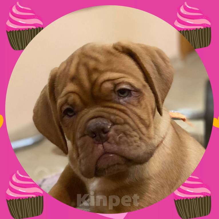 Собаки в Москве: Девочка. Щенок. Бордоский дог. Девочка, Бесплатно - фото 1