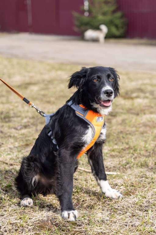 Собаки в Москве: Срочно ищем дом для Джима Мальчик, Бесплатно - фото 4