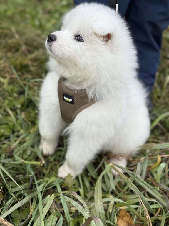 Собаки в Ишиме: Самоед  Мальчик, 25 000 руб. - фото 1