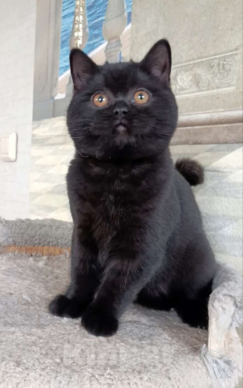 Кошки в Санкт-Петербурге: Черная британская красотка Девочка, 50 000 руб. - фото 3