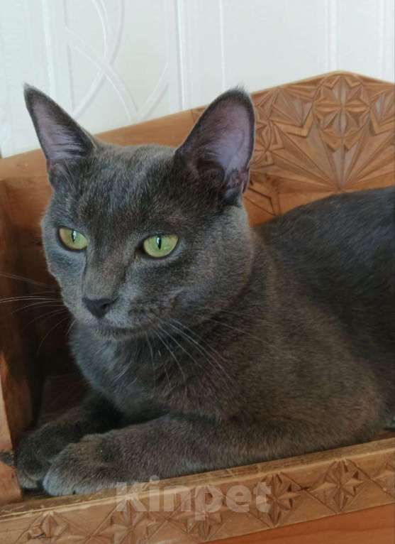 Кошки в Долгопрудном: Оскар идеален для дома Мальчик, Бесплатно - фото 4