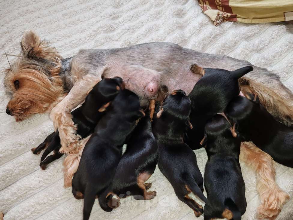 Собаки в Вязьме: Продам щенков Девочка, 25 000 руб. - фото 4