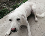 Собаки в Сочи: В добрые руки белый кобелёк Мальчик, 50 руб. - фото 1