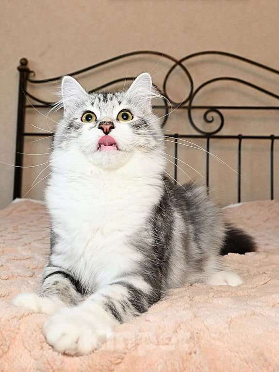 Кошки в Москве: Продаются сибирские и невские маскарадные котята Мальчик, 50 000 руб. - фото 5