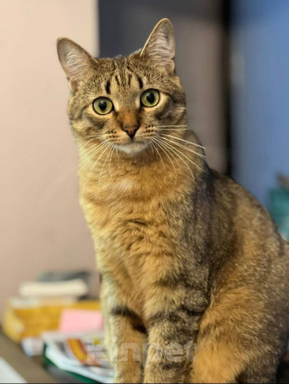 Кошки в Москве: Котенок Сеня ищет дом Мальчик, Бесплатно - фото 3