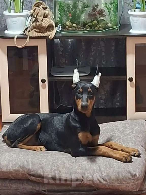 Собаки в Иркутске: Доберман щенок 8 месяцев Мальчик, 100 руб. - фото 1