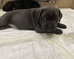 Собаки в других городах Московской области: Щенки кане-корсо Девочка, 45 000 руб. - фото 4