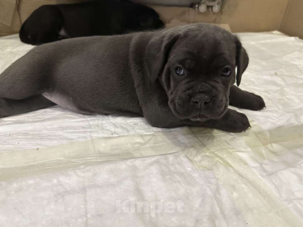 Собаки в других городах Московской области: Щенки кане-корсо Девочка, 45 000 руб. - фото 4