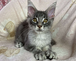 Кошки в Дмитрове: Голубая серебристая мраморная девочка мейн кун Candi Девочка, 15 000 руб. - фото 2