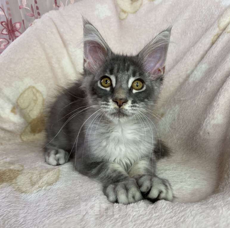Кошки в Дмитрове: Голубая серебристая мраморная девочка мейн кун Candi Девочка, 15 000 руб. - фото 2