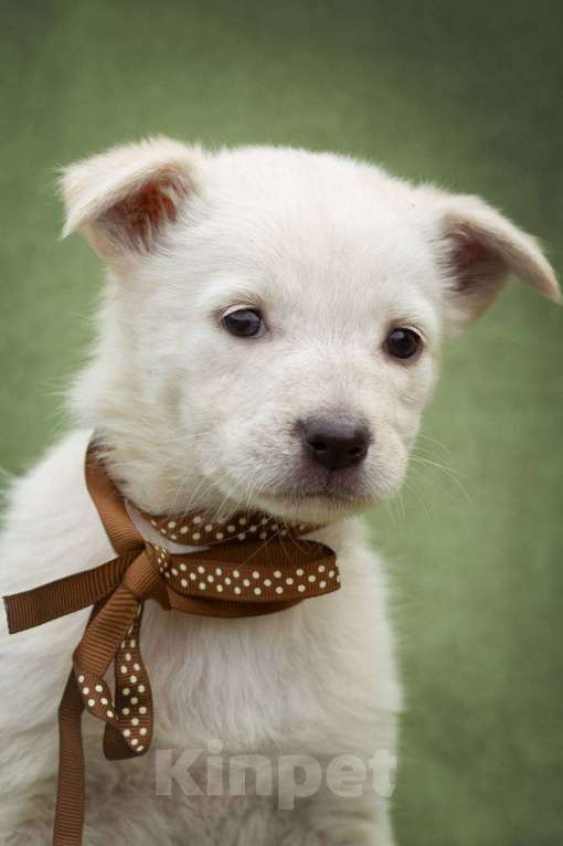 Собаки в Москве: щенок Белла в добрые руки Мальчик, Бесплатно - фото 1